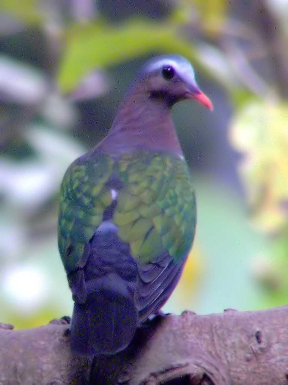 Colombe turvert